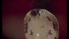 Load image into Gallery viewer, American Rickshaw (Standard Edition Blu-ray)